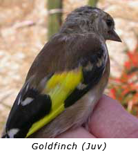 Goldfinch (Juv)