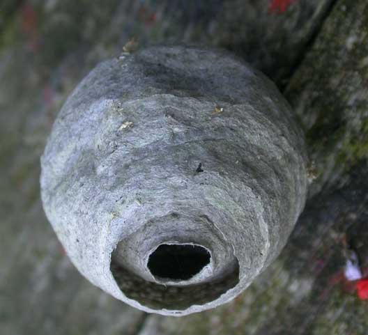 Beginnings of a wasp nest