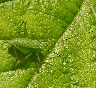 Speckled Bush Cricket nymph